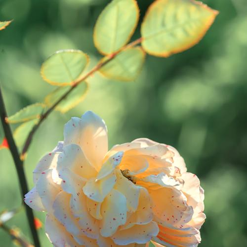 Photo #4935375