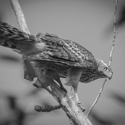 Photo #4935456