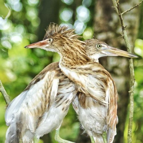 Photo #4937106