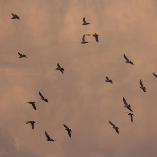 Photo #4937896