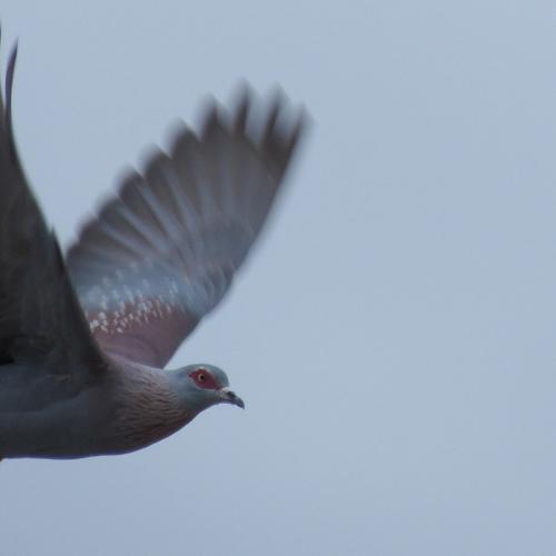 Speckled pigeon in flight