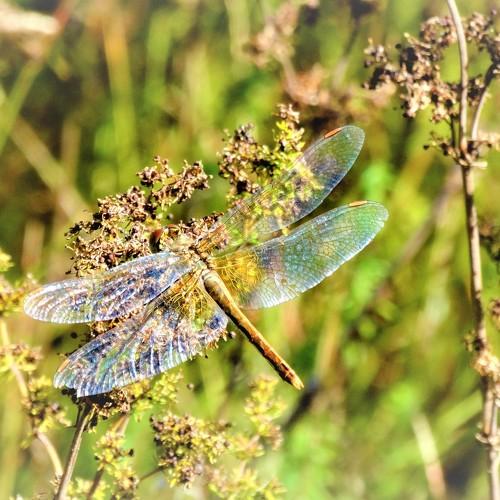 Photo #4939469