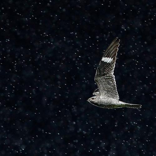 Night hunter
