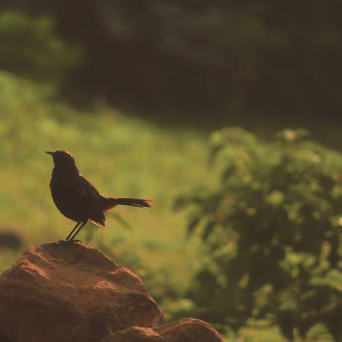 Photo #4940418
