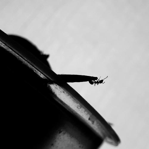 Photo #4940667