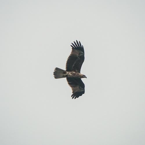 Photo #4940932