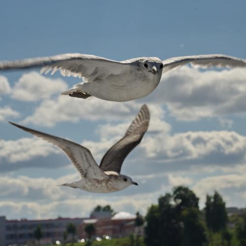 Photo #4941018