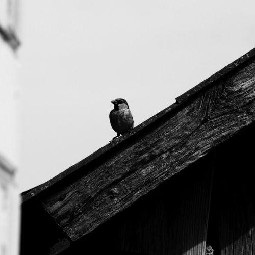 Photo #4941578