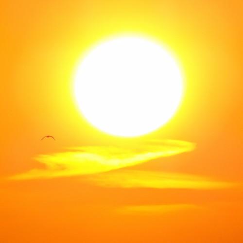 Sunset and bird