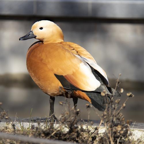 Photo #4944590