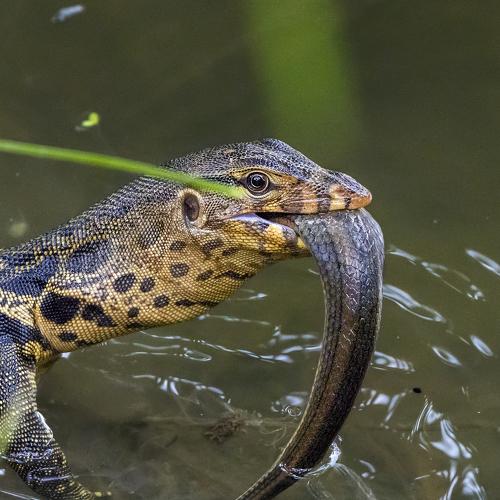 Swimming with prey