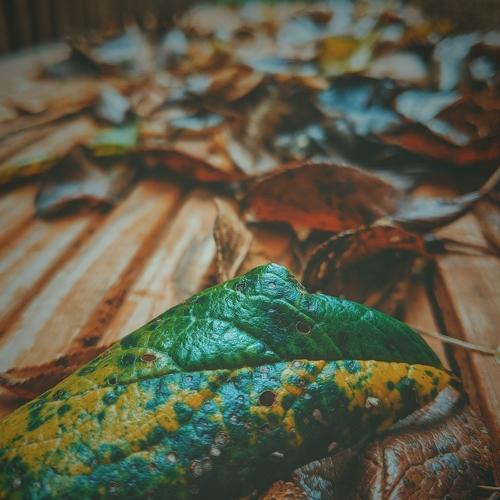 Autumn