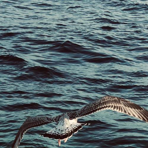 Photo #4947864