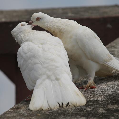 Photo #4947875