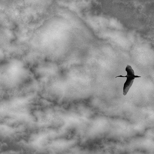 Let's Fly High In The Sky