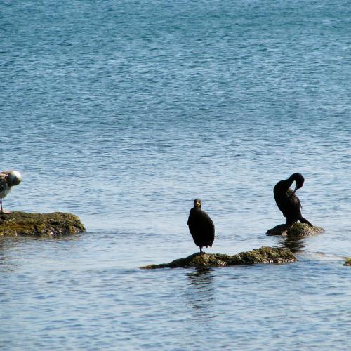 Seabirds