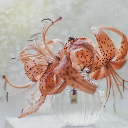 Photo #4948820