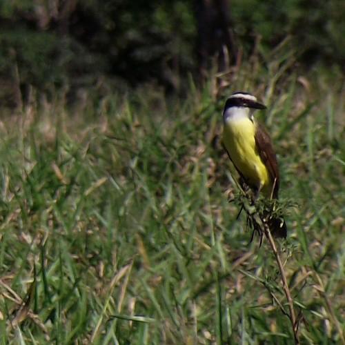 Photo #4948966