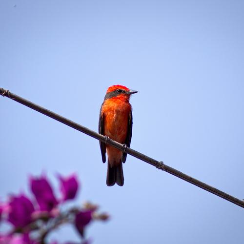 Photo #4949436
