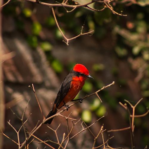 Photo #4949440