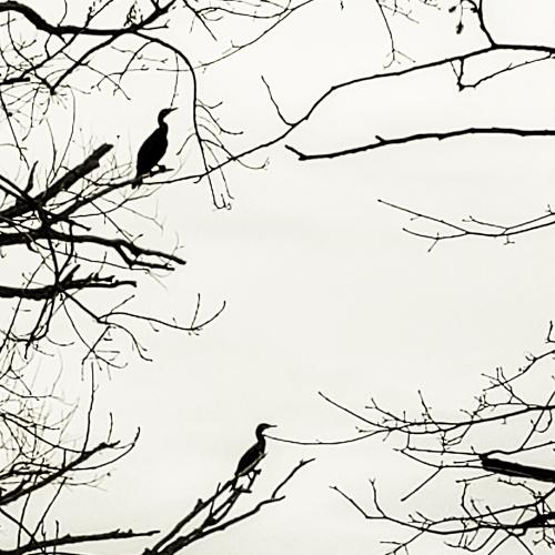 Photo #4950118
