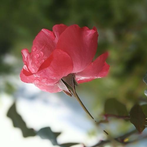 Photo #4950587