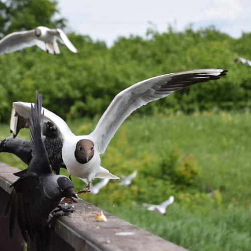 Photo #4950988