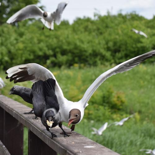 Photo #4950992