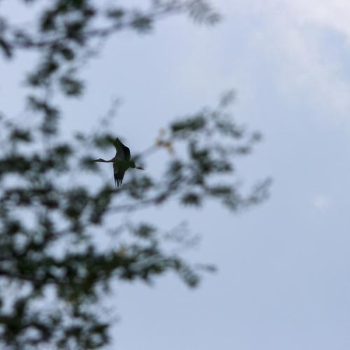 Photo #4951024