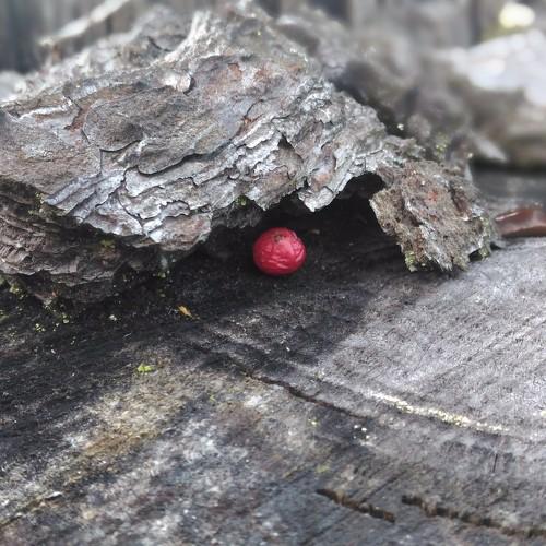 Photo #4951091