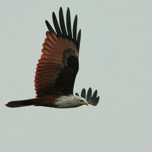 Photo #4951410