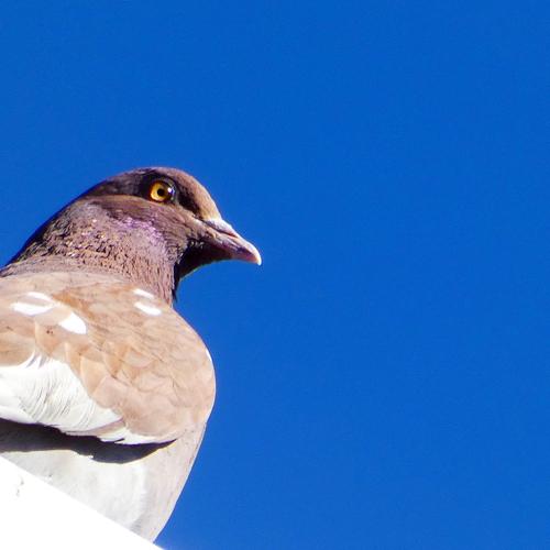 Photo #4951605