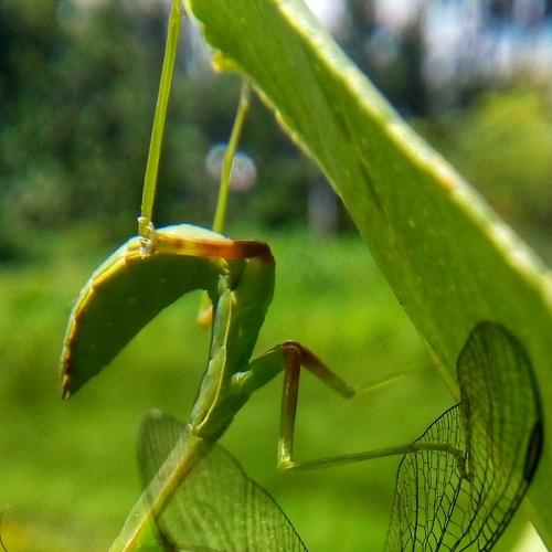 KILLER MANTIS