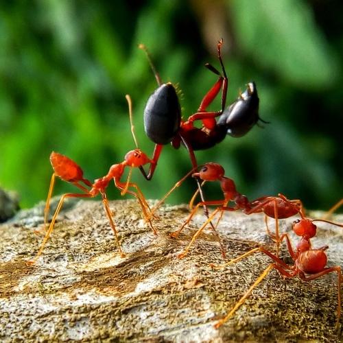 KILLER WAVEAR  ANT
