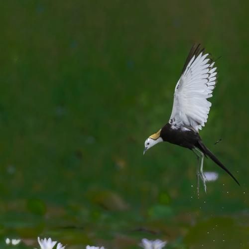 Photo #4952425