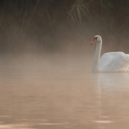 Photo #4952507