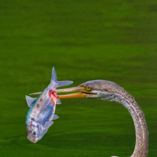 Prey and Predator
