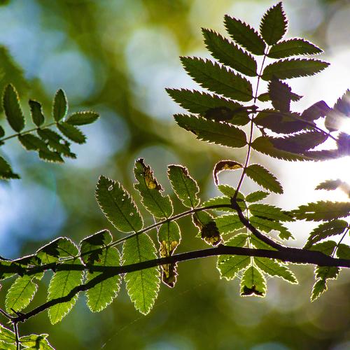 Солнце в лесу