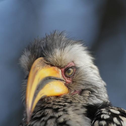 Yellow billed Hornbil