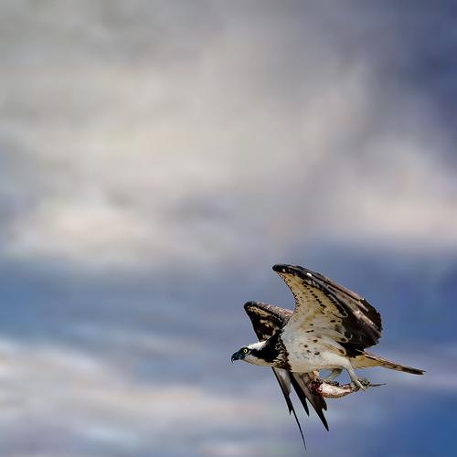Osprey with Catch