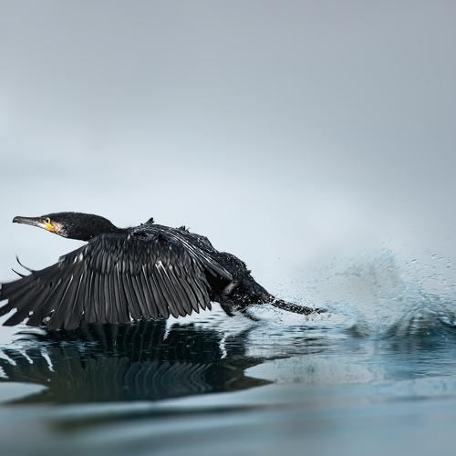 The Take Off