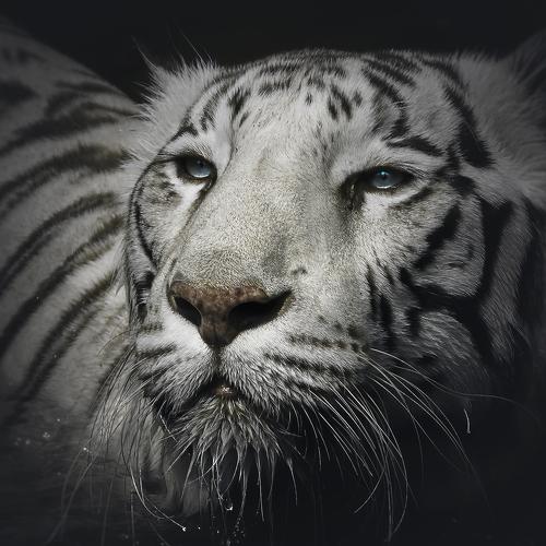 Photo #4953584