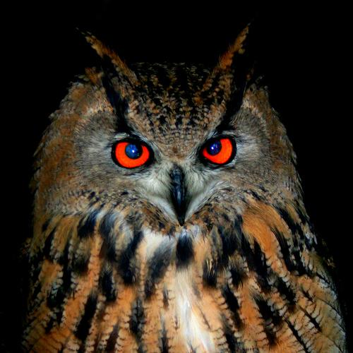 Photo #4954390