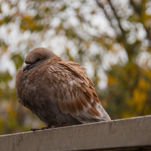 Photo #4954497