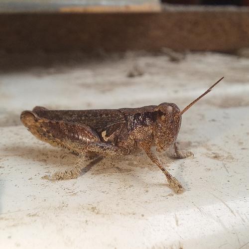 Photo #4955592