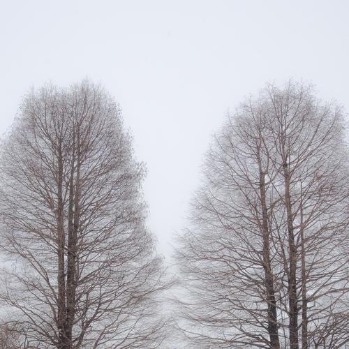 Lonely Trees