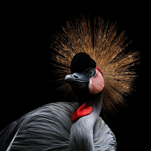 Photo #4956197