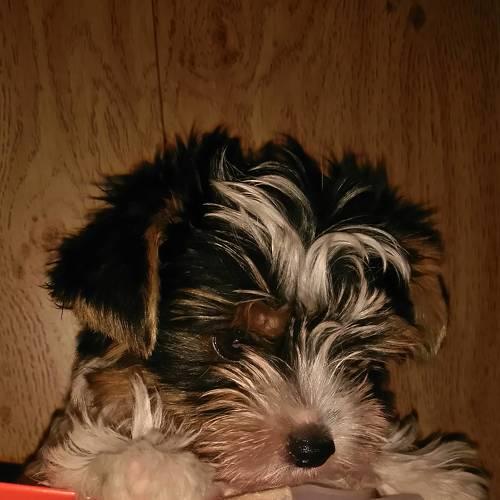 Photo #4956379