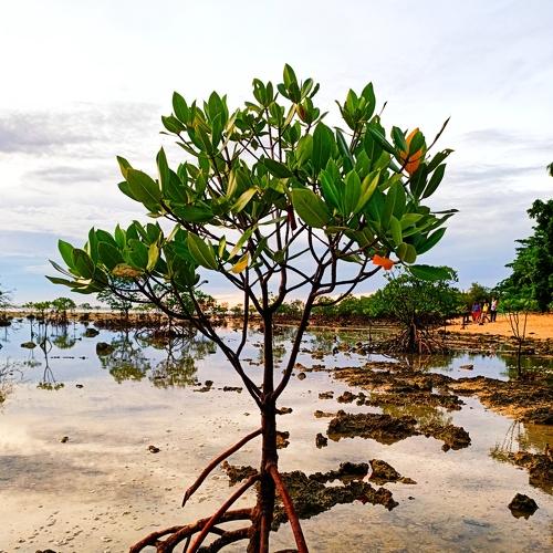 The Mangrove