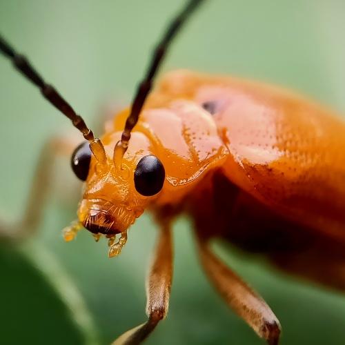 Pumpkin Beetle